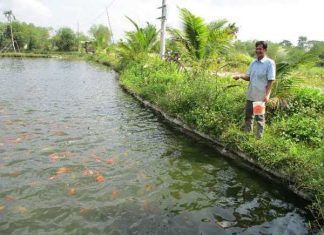 Trông thấy ao cá thường mang lại ý nghĩa gì đặc biệt?