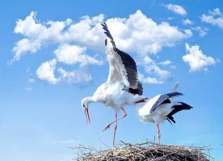 Bắt gặp thấy con cò trắng mua vé số con gì trúng lớn