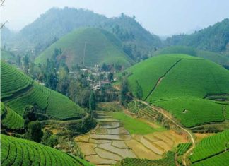 Vị trí và đặc điểm của đồi chè Suối Giàng
