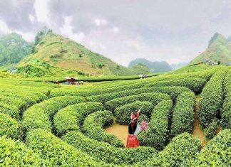 Đồi chè Mộc Châu
