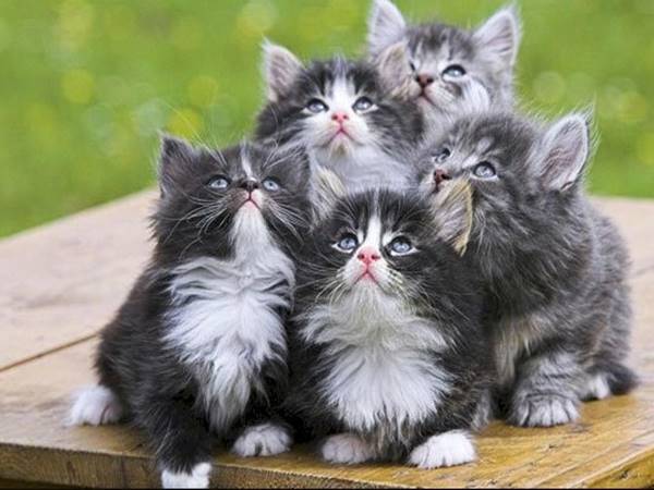 Nhìn thấy đàn mèo nên chọn số nào may mắn phát tài hôm nay 2