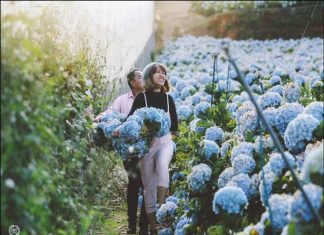 Địa điểm cánh đồng hoa cẩm tú cầu Đà Lạt
