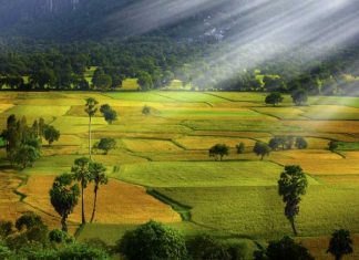 Cánh đồng lúa An Giang – Biểu tượng của vùng đất miền Tây