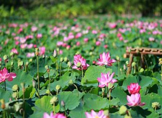 Giới thiệu về cánh đồng sen Đồng Tháp