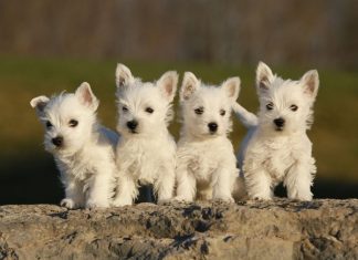 Giải mã giấc mơ thấy đàn chó con có mang tới điềm may?