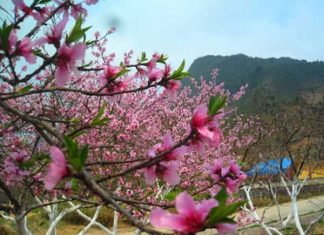 2. Sapa tháng mấy đẹp nhất? Mùa hoa và cảnh sắc thiên nhiên
