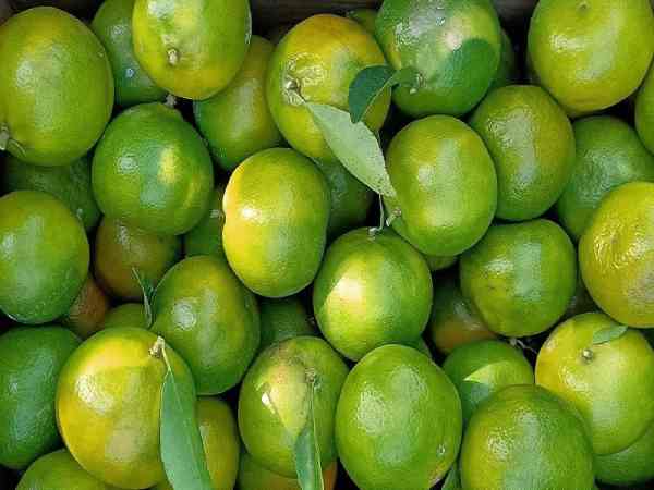 Quýt đường Tân Thành – Vị ngọt tự nhiên, sạch và an toàn