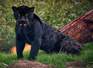 Nằm mơ thấy báo đen có ý nghĩa gì, số gì mang may mắn?