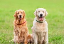 Nằm mơ thấy 2 con chó vàng là điềm gì, con gì may mắn?