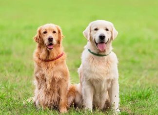 Nằm mơ thấy 2 con chó vàng là điềm gì, con gì may mắn? Nằm mơ thấy 2 con chó vàng là điềm gì, con gì may mắn?