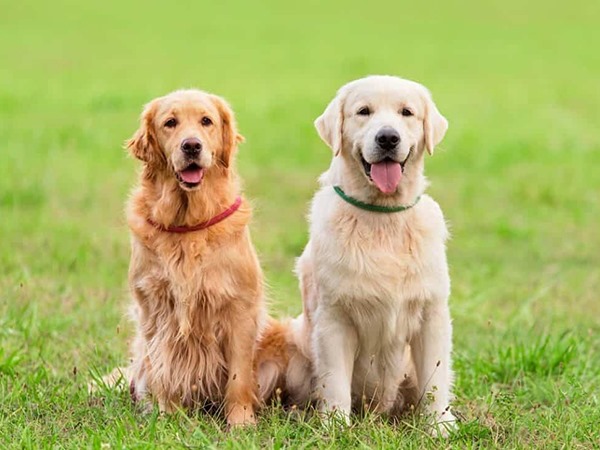 Nằm mơ thấy 2 con chó vàng là điềm gì, con gì may mắn?