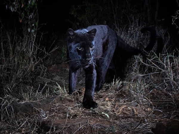 Nằm mơ thấy báo đen có ý nghĩa gì?