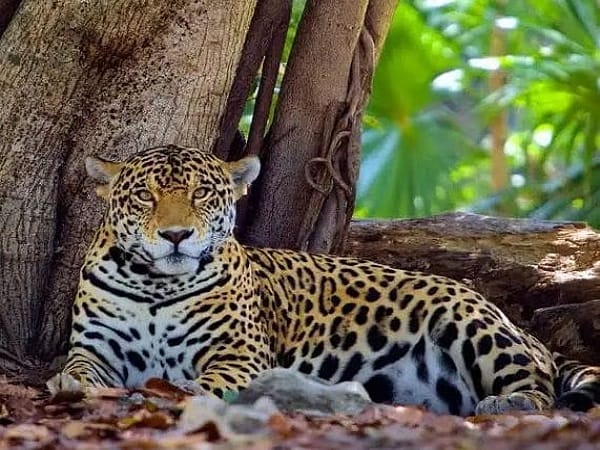 Giải mã các trường hợp mằm mơ thấy báo đốm