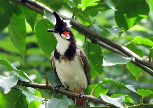 Mơ thấy chim chào mào bị thương hoặc chết