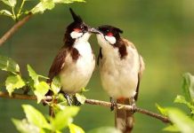 Chuyên gia lý giải nằm mơ thấy chim chào mào là điềm gì?