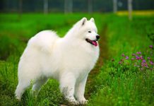 Mơ thấy chó trắng mang ý nghĩa gì có số gì phát tài Mơ thấy chó trắng mang ý nghĩa gì có số gì phát tài