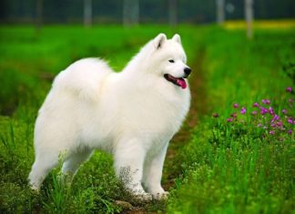 Mơ thấy chó trắng mang ý nghĩa gì có số gì phát tài Mơ thấy chó trắng mang ý nghĩa gì có số gì phát tài