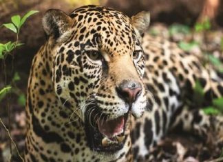 Giải mã nằm mơ thấy báo đốm tốt hay xấu, số gì phát lộc