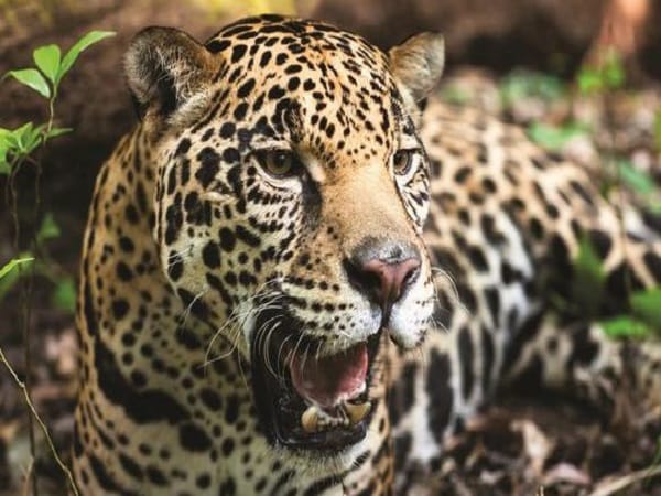 Nằm mơ thấy báo đốm tốt hay xấu?