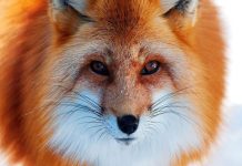 Tìm hiểu con cáo số mấy và biểu tượng con cáo trong văn hóa con cáo số mấy