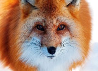 Tìm hiểu con cáo số mấy và biểu tượng con cáo trong văn hóa con cáo số mấy