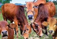 Nằm mơ thấy con bò mang điềm tốt hay xấu, con số mấy?