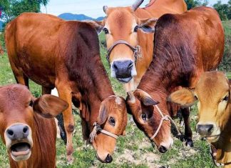 Nằm mơ thấy con bò mang điềm tốt hay xấu, con số mấy? Nằm mơ thấy con bò mang điềm tốt hay xấu, con số mấy?