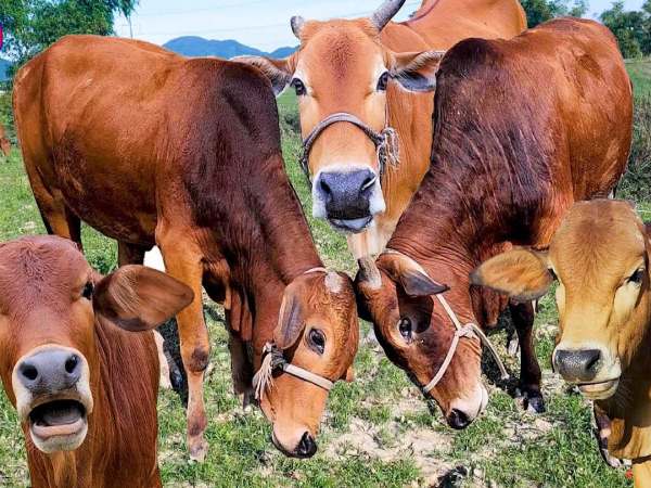 Nằm mơ thấy con bò mang điềm tốt hay xấu, con số mấy?