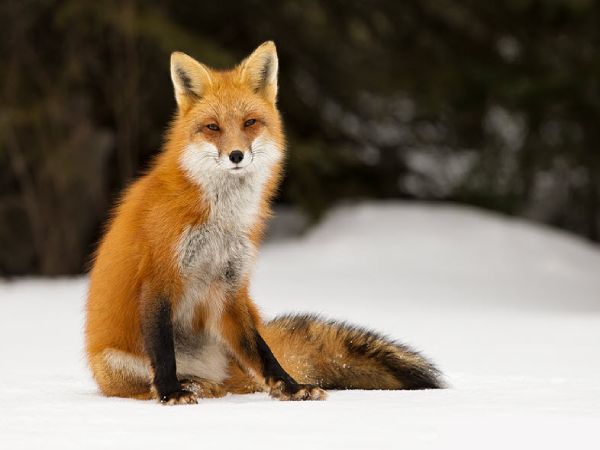 Ý nghĩa con cáo trong tâm linh phương Đông Ý nghĩa con cáo trong tâm linh phương Đông