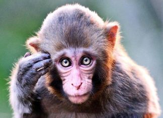 Con khỉ số mấy theo quan niệm dân gian và ý nghĩa chi tiết Con khỉ số mấy theo quan niệm dân gian và ý nghĩa chi tiết