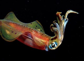 Nằm mơ thấy con mực có điềm báo gì và chọn số nào đẹp? mơ thấy con mực