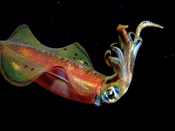 mơ thấy con mực