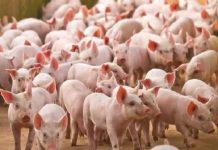 Nằm mơ thấy đàn heo con có ý nghĩa gì, số gì may mắn?