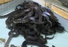 Nằm mơ thấy đàn rắn mang điềm gì, con số gì mang lộc?