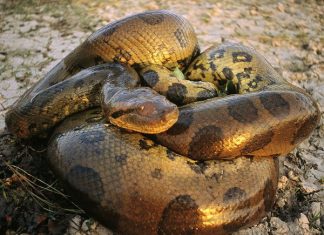 Mơ thấy rắn khổng lồ mang ý nghĩa gì có số gì may mắn