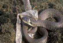 Nằm mơ thấy rắn lột xác là điềm gì, có nên lo lắng không?