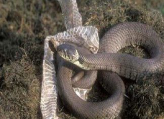 Nằm mơ thấy rắn lột xác là điềm gì, có nên lo lắng không?