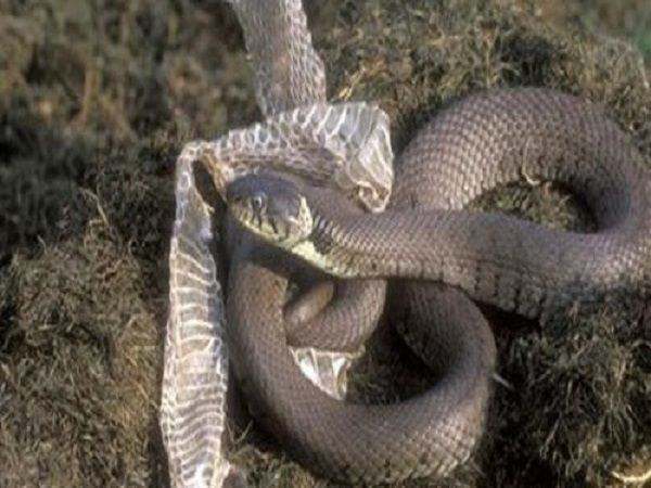 Nằm mơ thấy rắn lột xác là điềm gì, có nên lo lắng không?