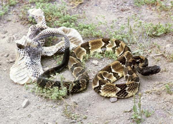 Mơ thấy rắn lột xác rồi chết