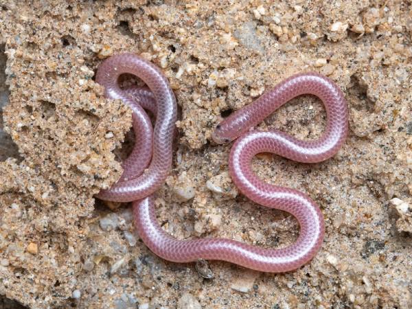 Chiêm bao thấy rắn nhỏ cắn tay, chân