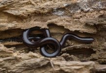 Luận giải nằm mơ thấy rắn nhỏ là điềm gì, số gì phát đạt? Giải mã ý nghĩa giấc mơ thấy rắn nhỏ là điềm gì, phúc hay họa?