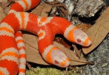 Nằm mơ thấy rắn hai đầu là điềm báo gì, con gì chuẩn? Nằm mơ thấy rắn hai đầu là điềm báo gì, con gì chuẩn?