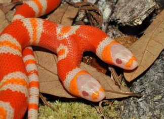 Nằm mơ thấy rắn hai đầu là điềm báo gì, con gì chuẩn? Nằm mơ thấy rắn hai đầu là điềm báo gì, con gì chuẩn?