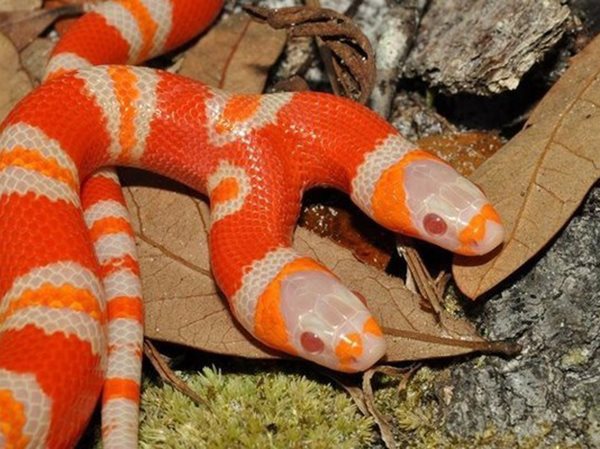 Nằm mơ thấy rắn hai đầu là điềm báo gì, con gì chuẩn?