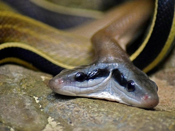 Nằm mơ thấy rắn hai đầu là điềm báo gì, con gì chuẩn?