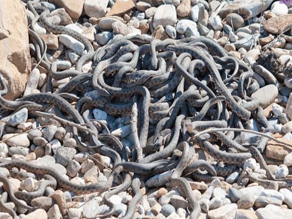 ý nghĩa giấc mơ thấy đàn rắn