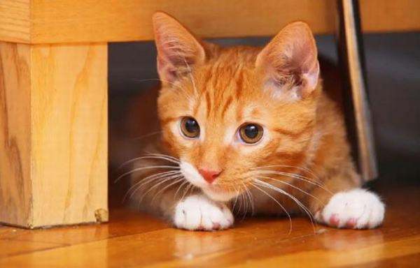 Nằm mơ thấy mèo vàng là điềm gì: Cảnh báo hay cơ hội lớn?