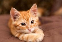 Ngủ mơ thấy mèo vàng chạy mất