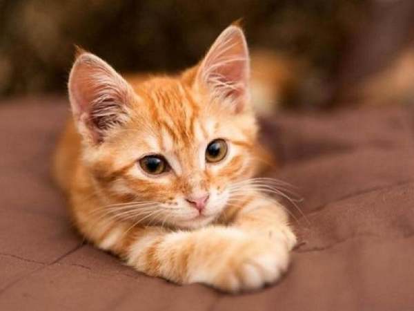 Ngủ mơ thấy mèo vàng chạy mất