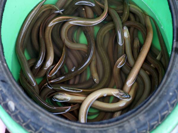 Mơ thấy nhiều lươn